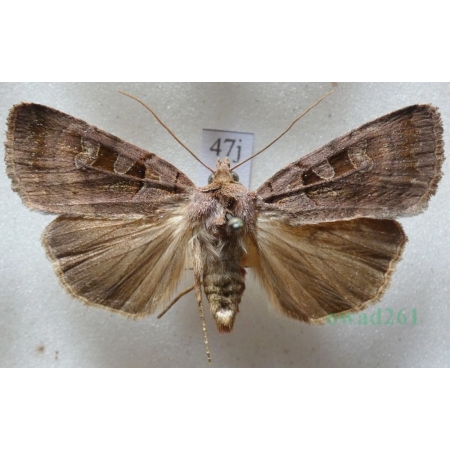 Xestia stigmatica (Hübner, 1813) Rolnica Czech47j